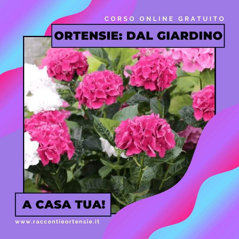 Corso: Un Giardino Di Ortensie A Casa Tua – Raccontieortensie